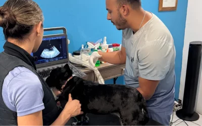 ¿Esa bolita es normal? 7 señales tempranas que podrían alertarte sobre cáncer en tu mascota