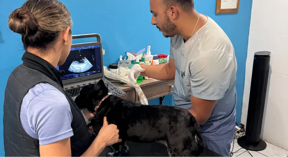 ¿Esa bolita es normal? 7 señales tempranas que podrían alertarte sobre cáncer en tu mascota