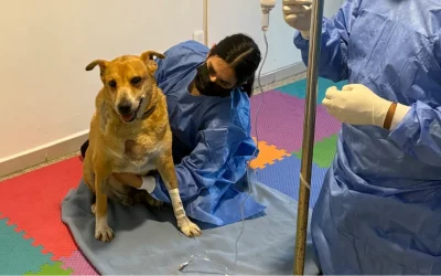 Cáncer en mascotas: los tipos más comunes y cómo identificarlos a tiempo