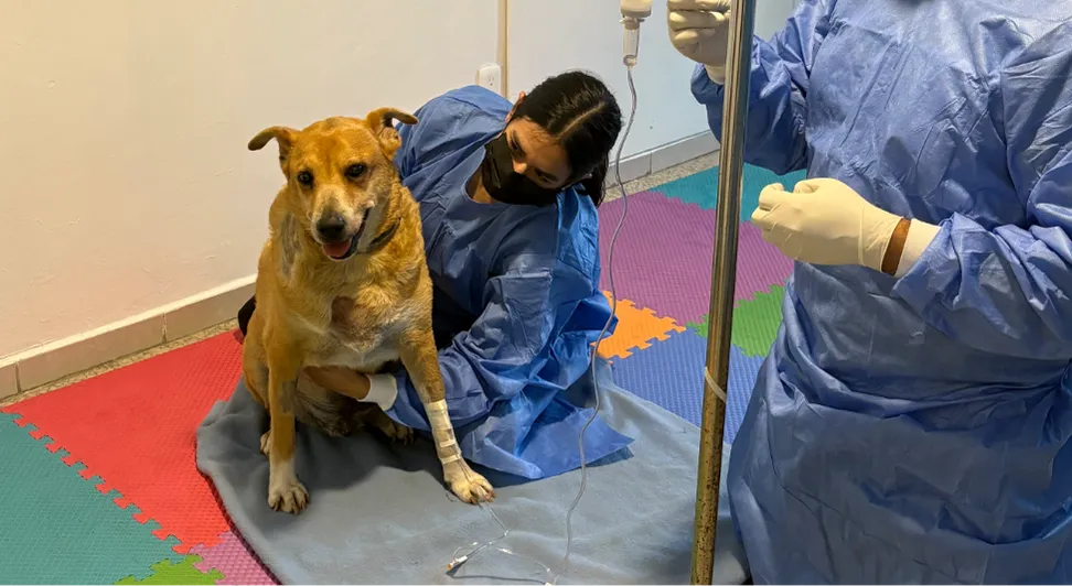 Cáncer en mascotas: los tipos más comunes y cómo identificarlos a tiempo