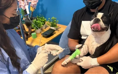 ¿Se puede prevenir el cáncer en perros y gatos? Guía de detección temprana y cuidados clave