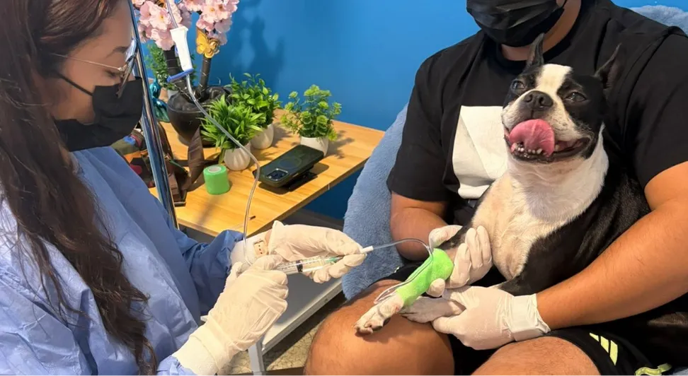 ¿Se puede prevenir el cáncer en perros y gatos? Guía de detección temprana y cuidados clave